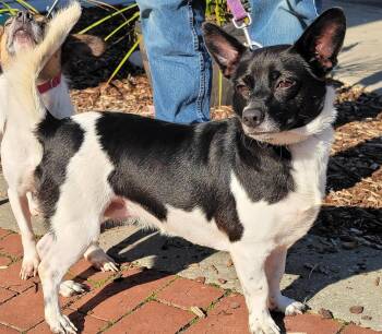 Rescue Chihuahua and Dachshund Dogs for Adoption in Prince Frederick, Maryland - Pepper | PetCurious