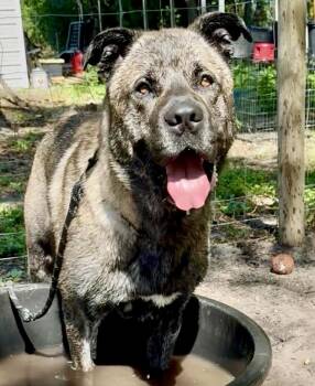 Sultan -  Neapolitan Mastiff and Mastiff Dog for Adoption in New Smyrna Beach, Florida - Sultan | PetCurious