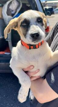 Australian Shepherd Dogs Available for Adoption - Abner | PetCurious