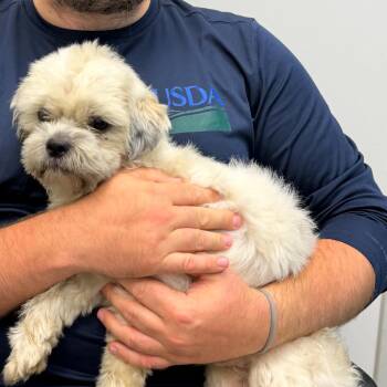 Finn -  Shih Tzu and Lhasa Apso Dog for Adoption in Freeport, Florida - Finn | PetCurious