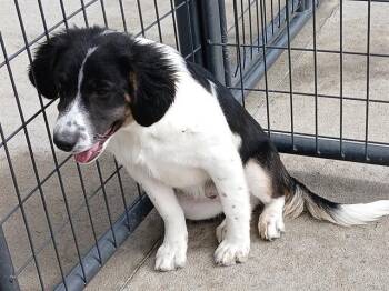 Australian Shepherd and Labrador Retriever Dogs Available for Adoption - LUCKY | PetCurious