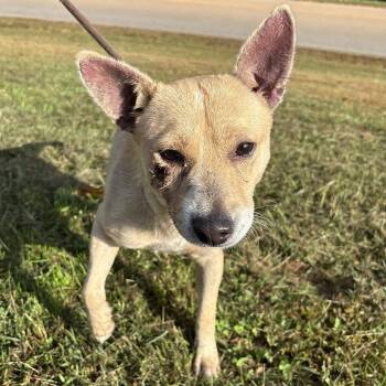 Rescue Australian Cattle Dog Blue Heeler Dogs for Adoption in Franklin, North Carolina - Ginger | PetCurious