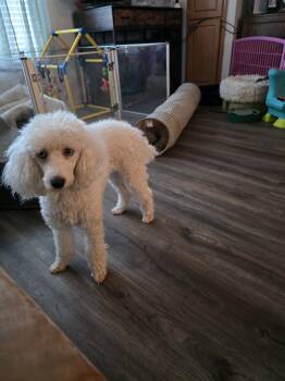 Sassy -  Miniature Poodle Dog for Sale in Wittmann, Arizona - Sassy | PetCurious