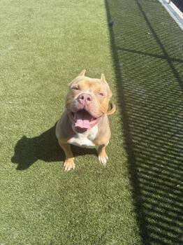 Mario -  Mixed Breed Dog for Adoption in Lafayette, Indiana - Mario | PetCurious