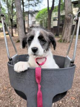 Terrier Dogs Available for Adoption in Fairfax, Virginia - Posie | PetCurious