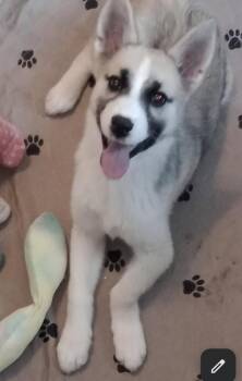 Husky Dogs Available for Adoption in Lafayette, Colorado - Taya | PetCurious