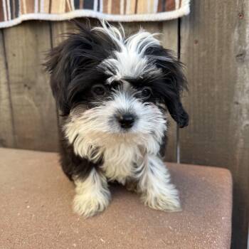 Skunk -  Shih Tzu Dog for Adoption in Los Angeles, California - Skunk | PetCurious