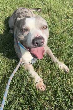BRONSON -  Pit Bull Terrier and Basset Hound Dog for Adoption in Dayton, Ohio - BRONSON | PetCurious