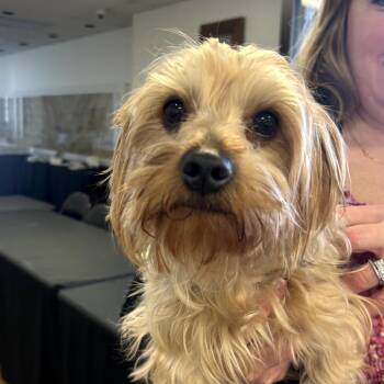 Yorkshire Terrier Dogs Available for Adoption in Birmingham, Alabama - Vincent | PetCurious