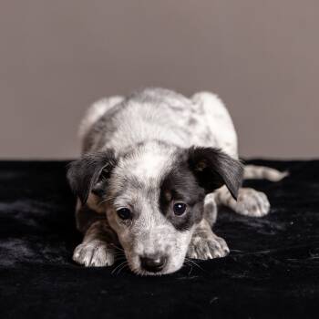 Rescue Australian Cattle Dog Blue Heeler Dogs for Adoption in Minneapolis, Minnesota - Caitlin | PetCurious
