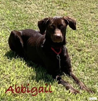 Rescue Labrador Retriever Dogs for Adoption in Ocean Township, New Jersey - Abbigail- Such A Sweetheart | PetCurious