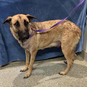 IVHS-Stray-142266 -  German Shepherd Dog Dog for Adoption in San Gabriel, California - IVHS-Stray-142266 | PetCurious