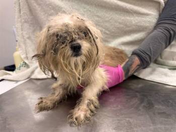 NICK -  Terrier and Mixed Breed Dog for Adoption in Ontario, California - NICK | PetCurious