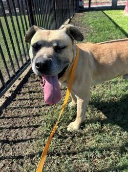 Rescue Pit Bull Terrier Dogs for Adoption in Riverside, California - FRITO | PetCurious