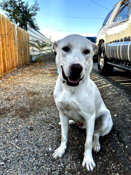 VALENTINO -  Labrador Retriever and White German Shepherd Dog for Adoption - VALENTINO | PetCurious