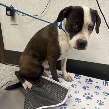 Daisy -  Pit Bull Terrier Dog for Adoption in Durango, Colorado - Daisy | PetCurious