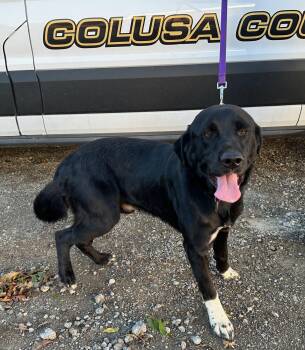 Rescue Black Labrador Retriever and Great Pyrenees Dogs for Adoption in Colusa, California - Captain | PetCurious