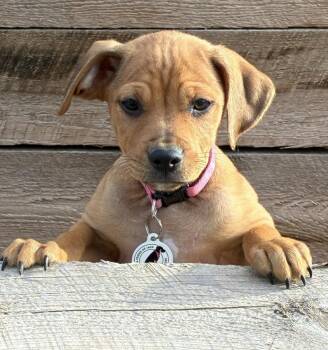 Mixed Breed Dogs Available for Adoption - Creampuff | PetCurious