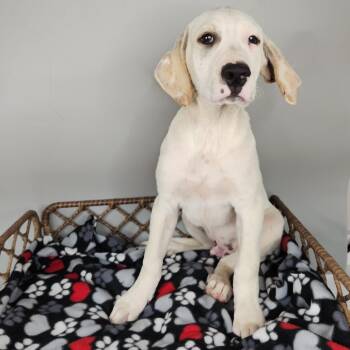 Bastion -  Dalmatian and Great Pyrenees Dog for Adoption in Fort Wayne, Indiana - Bastion | PetCurious