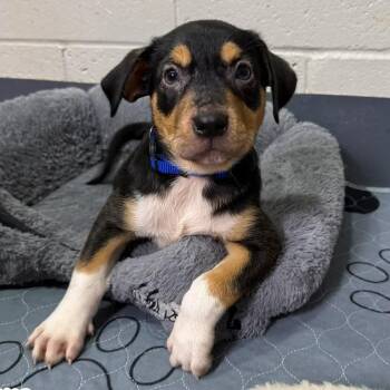 DUKE -  Pit Bull Terrier and Hound Dog for Adoption in Pemberton Township, New Jersey - DUKE | PetCurious