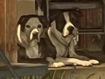 Bruna (see Rosco too) -  Saint Bernard Dog for Adoption in Andover, Connecticut - Bruna (see Rosco Too) | PetCurious