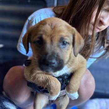 Alabama -  Mixed Breed Dog Available for Adoption in Tacoma, Washington - Alabama | PetCurious