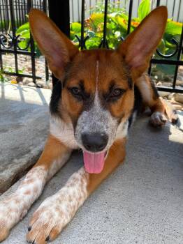 Catalina the heeler shepherd mix puppy -  Australian Cattle Dog Blue Heeler and German Shepherd Dog Dog for Adoption in Muskego, Wisconsin - Catalina The Heeler Shepherd Mix Puppy | PetCurious