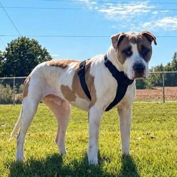 Patrick -  American Bulldog Dog for Adoption in Helena, Alabama - Patrick | PetCurious