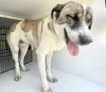 A658294 -  Saint Bernard Dog for Adoption in Houston, Texas - A658294 | PetCurious