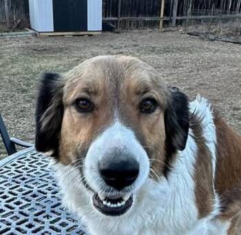 Great Pyrenees and Australian Shepherd Dogs Available for Adoption - Annie | PetCurious