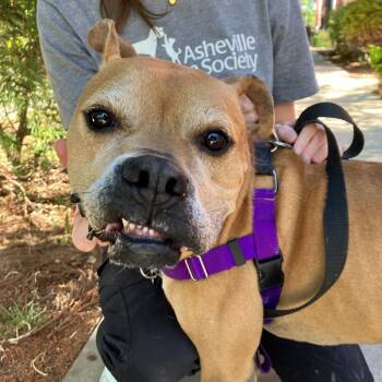 Mixed Breed Dogs Available for Adoption in Asheville, North Carolina - Lilly | PetCurious