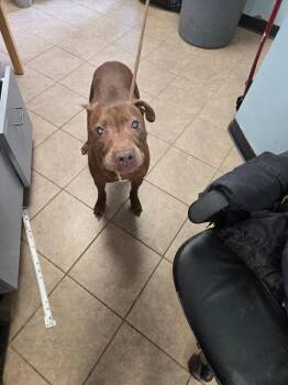 Pit Bull Terrier Dogs Available for Adoption in Marion, Ohio - Mama Roo | PetCurious