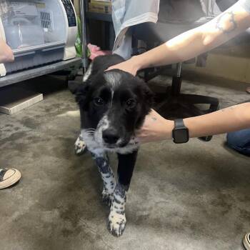 Australian Shepherd and Australian Cattle Dog Blue Heeler Dogs Available for Adoption - Nova | PetCurious