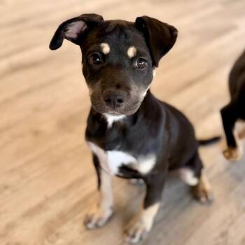 Ryan -  English Bulldog and Mixed Breed Dog for Adoption in Green Bay, Wisconsin - Ryan | PetCurious