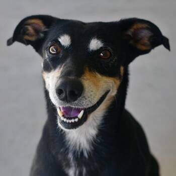 Koda -  Mixed Breed Dog for Adoption in Ottawa, Kansas - Koda | PetCurious