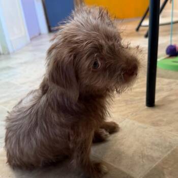 Jester -  Terrier Dog for Adoption in San Pablo, California - Jester | PetCurious