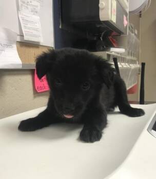 Border Collie and Labrador Retriever Dogs Available for Adoption in Conroe, Texas - KAT | PetCurious