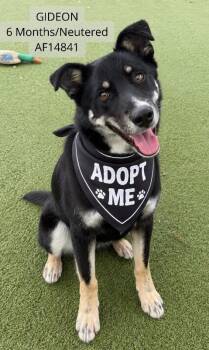 Gideon -  German Shepherd Dog and Husky Dog for Adoption - Gideon | PetCurious