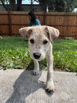 Johnny -  Standard Schnauzer and Terrier Dog for Adoption in Minneapolis, Minnesota - Johnny | PetCurious