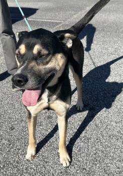 Rescue Mixed Breed and Husky Dogs for Adoption in Statesboro, Georgia - Stephen | PetCurious