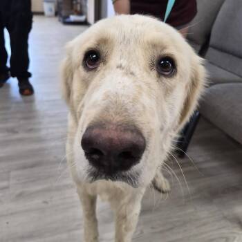 Stone Cold Steve Austin -  Great Pyrenees and Mixed Breed Dog for Adoption in Cleveland, Mississippi - Stone Cold Steve Austin | PetCurious