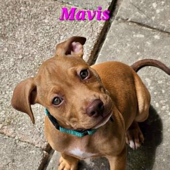 Labrador Retriever Dogs Available for Adoption in Largo, Florida - MAVIS | PetCurious