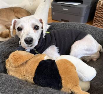 Terrier and Mixed Breed Dogs Available for Adoption in Minneapolis, Minnesota - Annie | PetCurious
