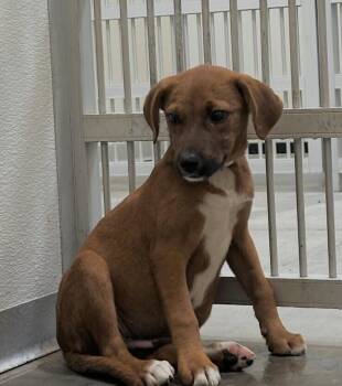 Baby Cookie -  Redbone Coonhound and Hound Dog for Adoption in Washington, District Of Columbia - Baby Cookie | PetCurious