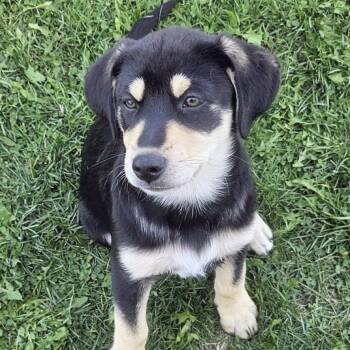 Rescue Mixed Breed Dogs for Adoption in Niagara Falls, Ontario - Chablis (20250802-04) | PetCurious