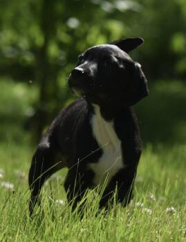 Ruffus -  German Shepherd Dog and Labrador Retriever Dog for Adoption in Mechanicsburg, Pennsylvania - Ruffus | PetCurious