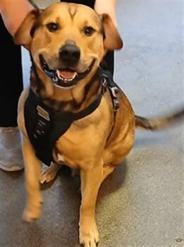 Mixed Breed Dogs Available for Adoption - ARES | PetCurious