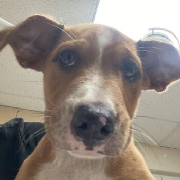 Norway -  Catahoula Leopard Dog and Australian Shepherd Dog for Adoption in Lakeland, Florida - Norway | PetCurious