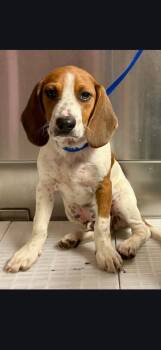 Beagle Dogs Available for Adoption in Morgantown, Kentucky - Lightning | PetCurious