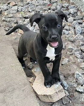 Rescue American Staffordshire Terrier Dogs for Adoption in West Palm Beach, Florida - Elphie | PetCurious